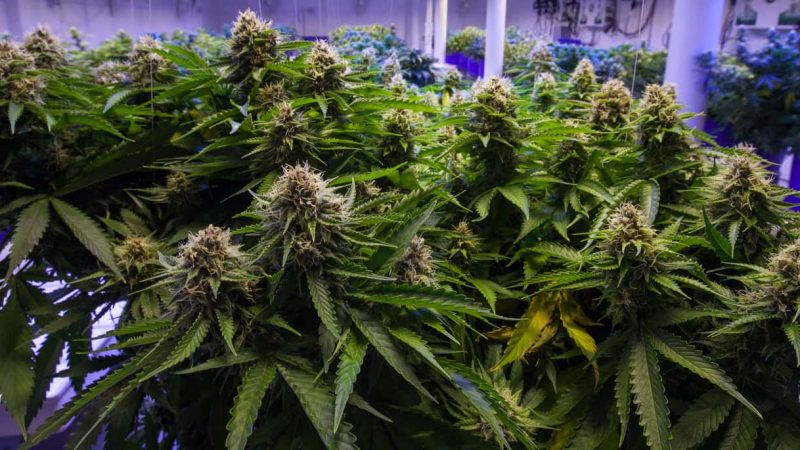 How to Grow Weed Indoors?