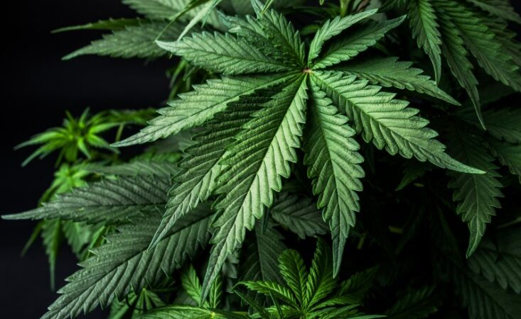 What Types Of Sensation Do We Get From Delta 8 and 9?