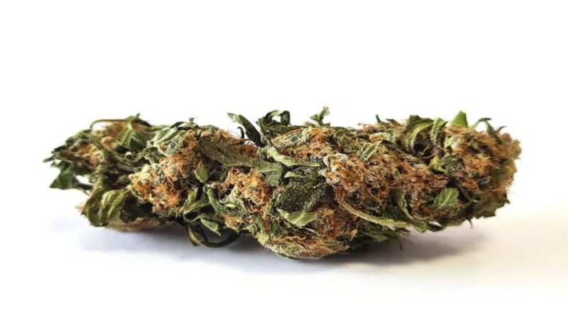 An Overview of Cannabigerol (The mother of all Cannabinoids)