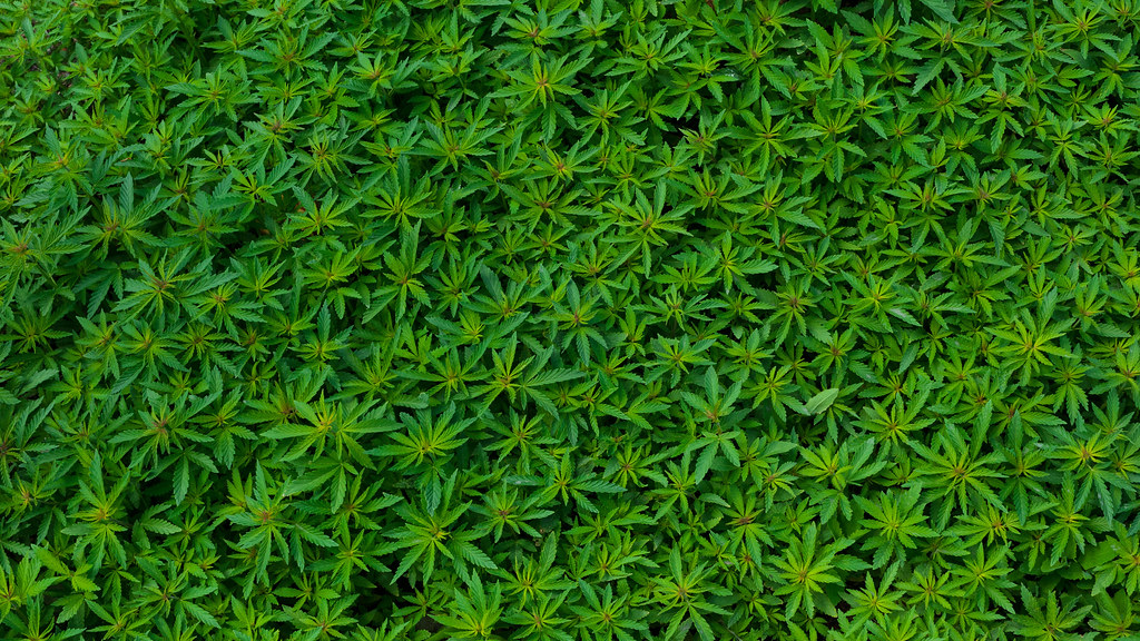 How To Store CBD Oil Perfectly?