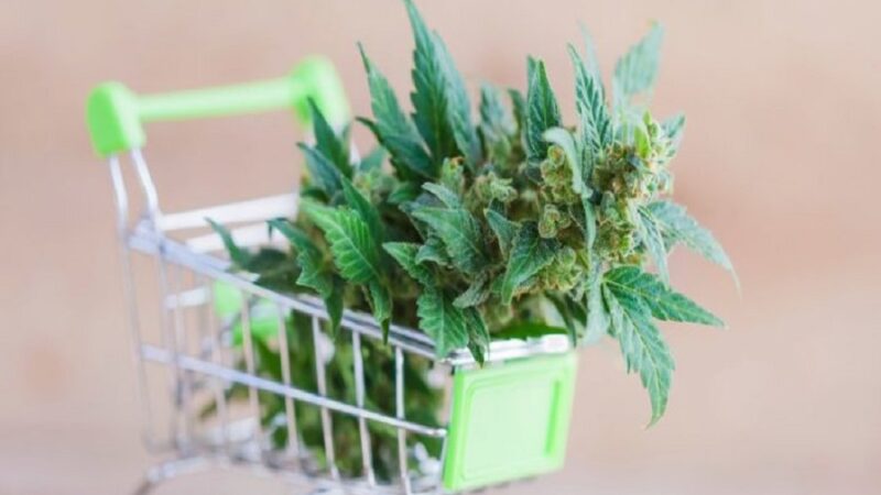 Buy CBD Hemp Flower Online