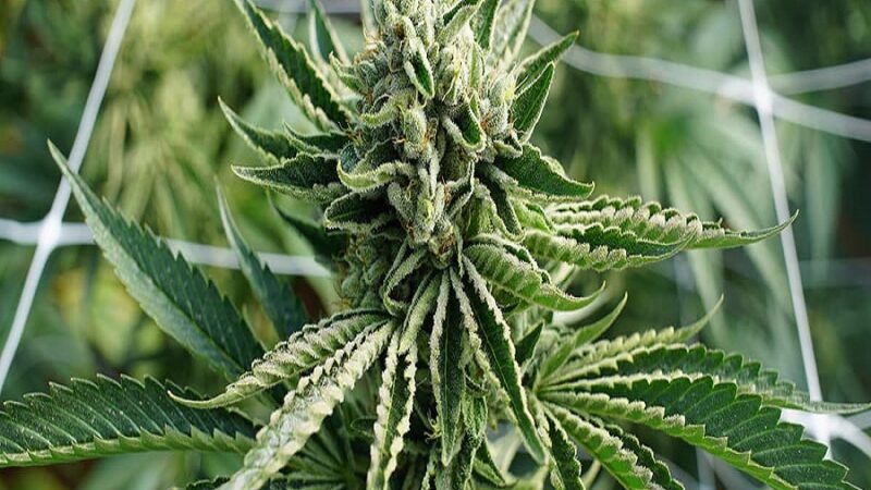 best Delta 8 THC products