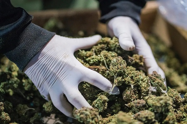 HOW TO PICK THE BEST WEED DELIVERY SERVICE IN LA