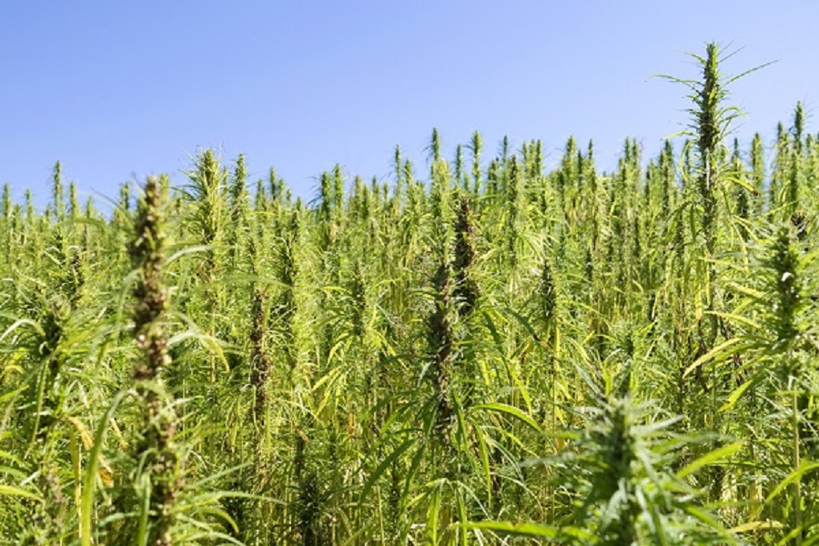 What Are The Different Parts of the Bong?